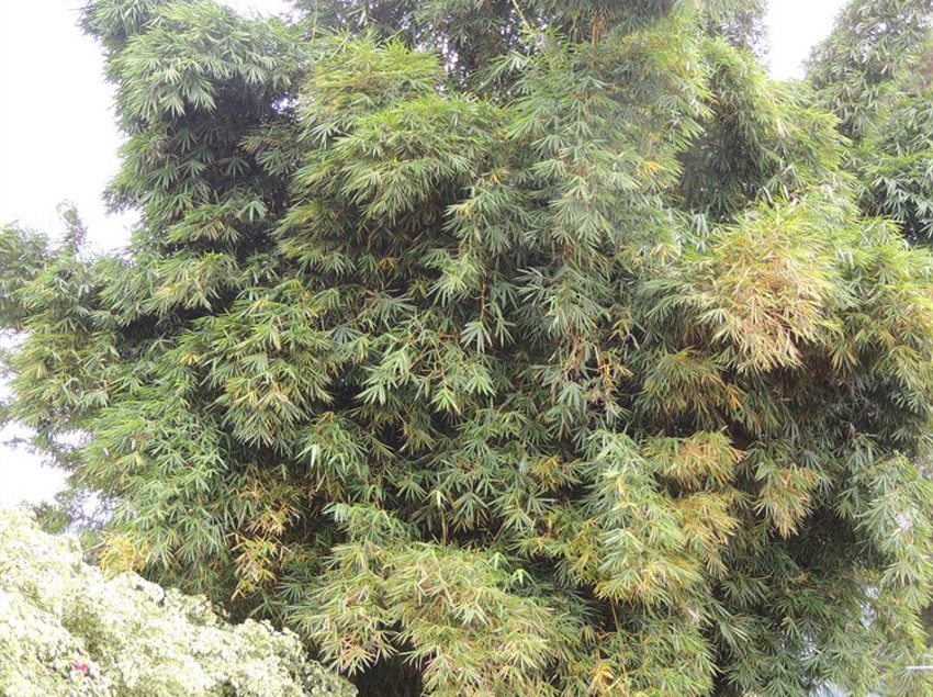 Hotel Villa Marita | Boquete | Chiriquí | Panamá 14