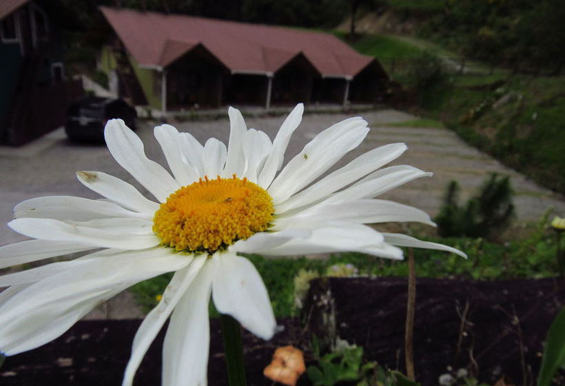 Bed and Breakfast Boquete Tree Trek Mountain Resort | Boquete | Chiriquí | Panamá 12