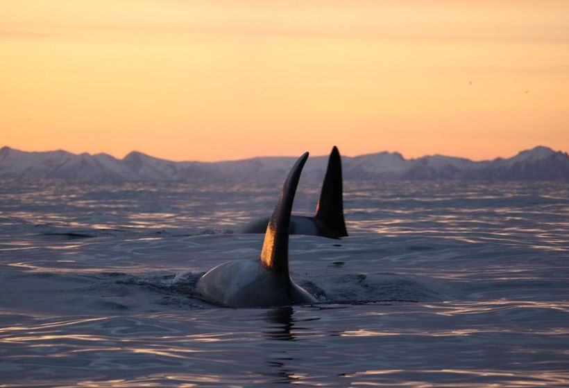 Mefjord Brygge | Mefjordvær | Troms | Norway 20