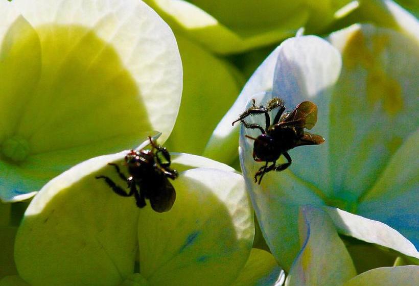 Hostal Central Boquete | Boquete | Chiriquí | Panamá 13