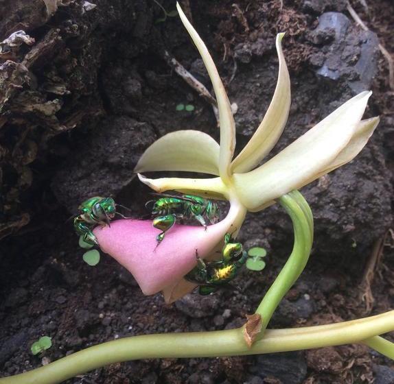 Hostal Central Boquete | Boquete | Chiriquí | Panamá 16