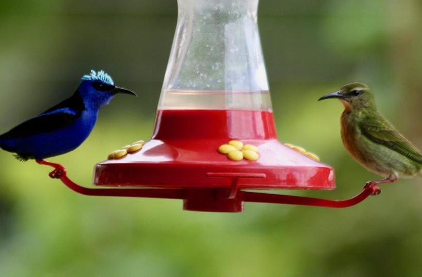 Hostal Central Boquete | Boquete | Chiriquí | Panamá 8