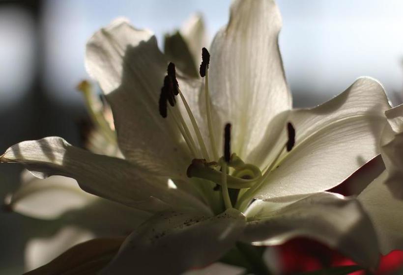 Hotel Mulvarra House | Kilkenny | Kilkenny | Ireland 9