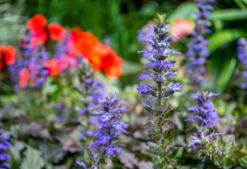 Hotel Palo Alto | Boquete | Chiriquí | Panamá 9