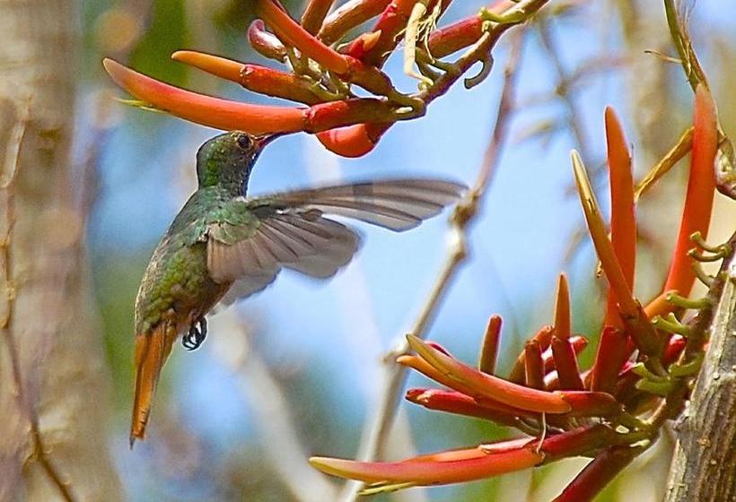 Hotel Boquete Garden Inn | Boquete | Chiriqui | Panamá 15