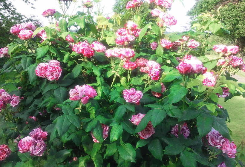 Hotel Lough Owel Lodge | Tullamore | Offaly | Ireland 12