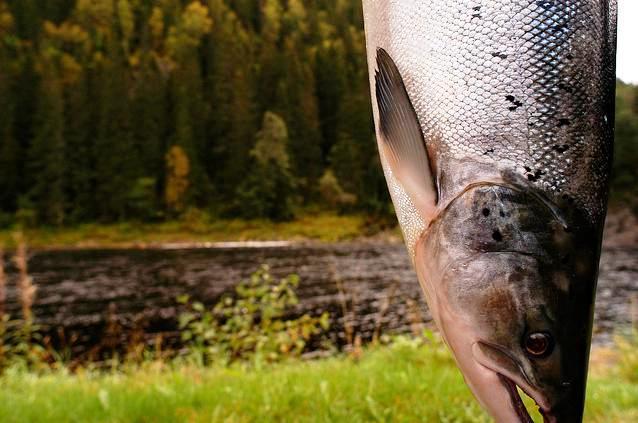 Hotel Namsentunet | Grong | Nord-Trondelag | Norway 19