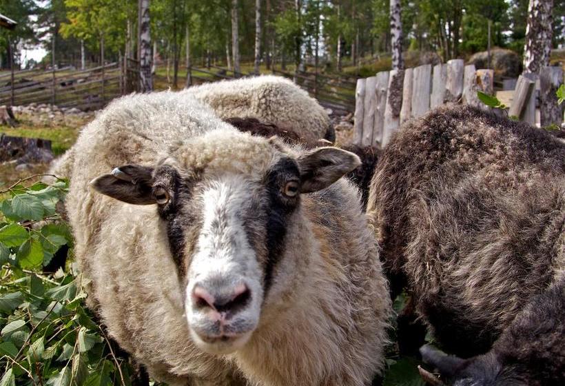 Gaffelbyn  Sundsvalls Vandrarhem | Sundsvall | Vasternorrlands Lan | Sweden 14