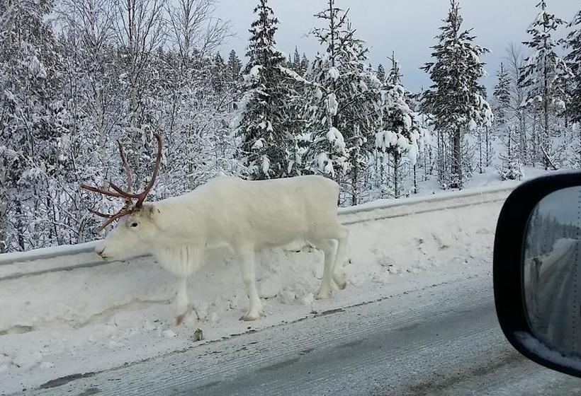Hotel L Wilhelmina | Vilhelmina | Vasterbottens Lan | Sweden 5