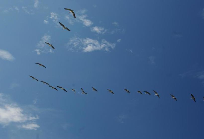 Bed and Breakfast Posada Del Mar | Las Tablas | Los Santos | Panamá 15