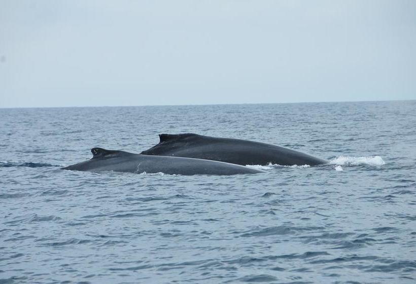 Bed and Breakfast Ravenala | Pedasí | Los Santos | Panamá 12