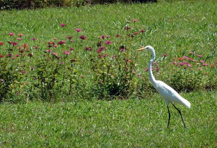Bed and Breakfast La Rosa De Los Vientos | Pedasí | Los Santos | Panamá 10