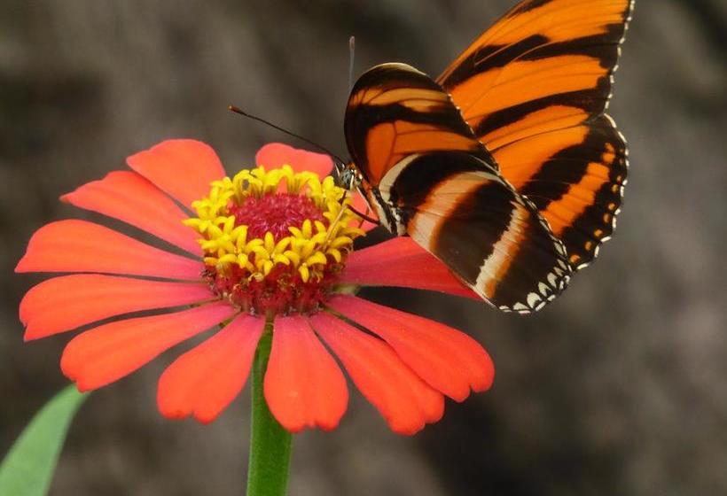 Bed and Breakfast La Rosa De Los Vientos | Pedasí | Los Santos | Panamá 5