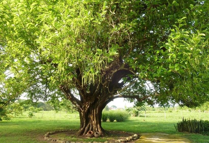 Bed and Breakfast La Rosa De Los Vientos | Pedasí | Los Santos | Panamá 8