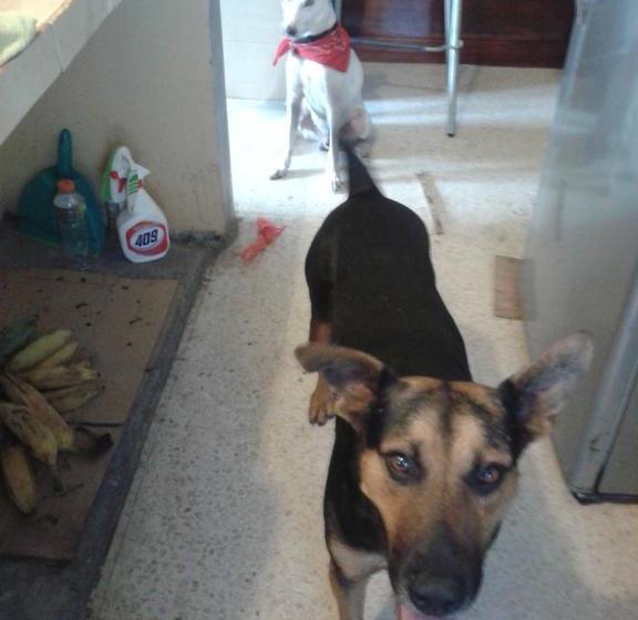 Pacasa Hostel | David | Chiriquí | Panamá 12