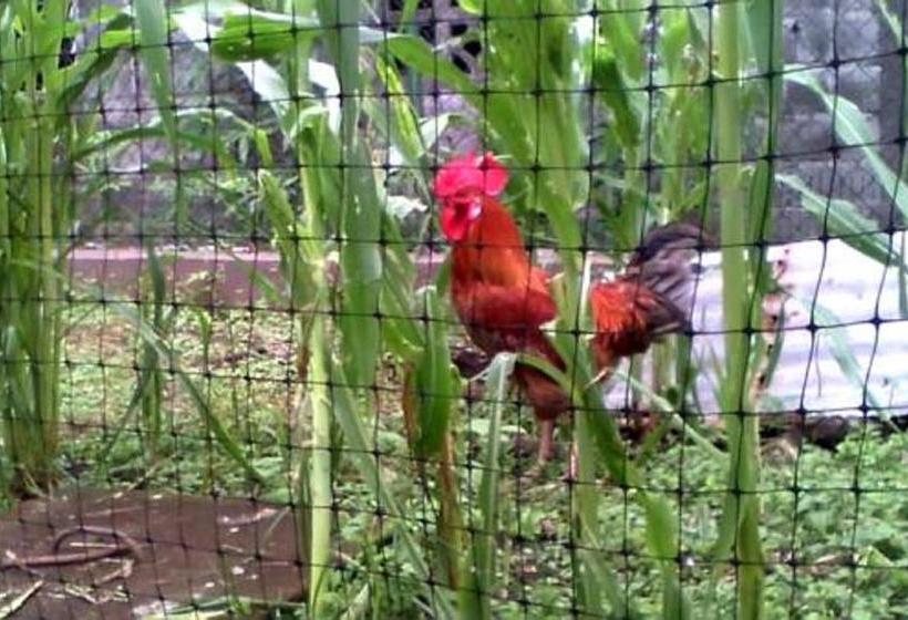 Pacasa Hostel | David | Chiriquí | Panamá 6