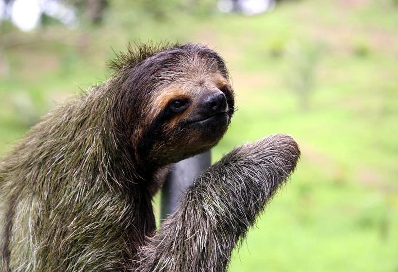 Bed and Breakfast Bluff Beach Retreat | Bocas del Toro | Bocas del Toro | Panamá 11