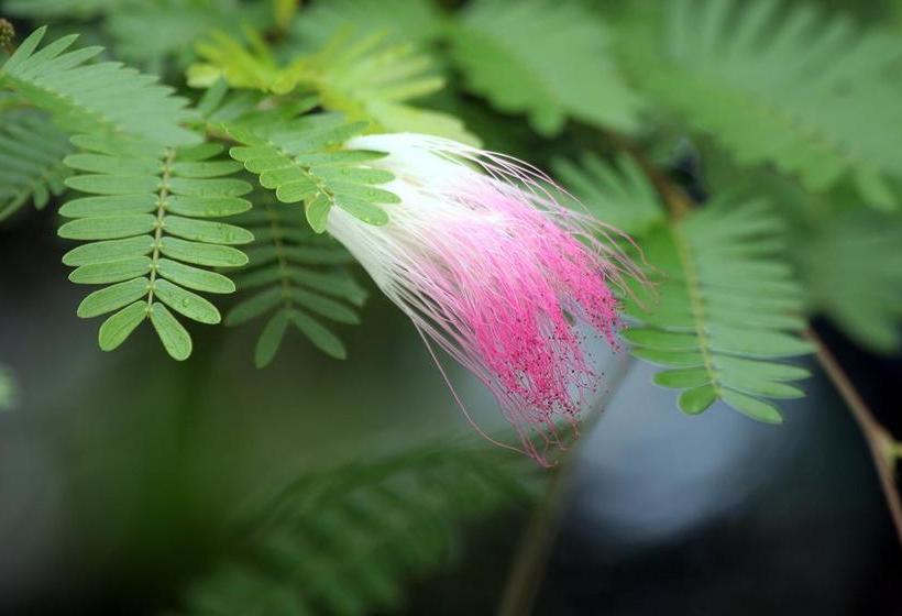 Bed and Breakfast Bluff Beach Retreat | Bocas del Toro | Bocas del Toro | Panamá 15