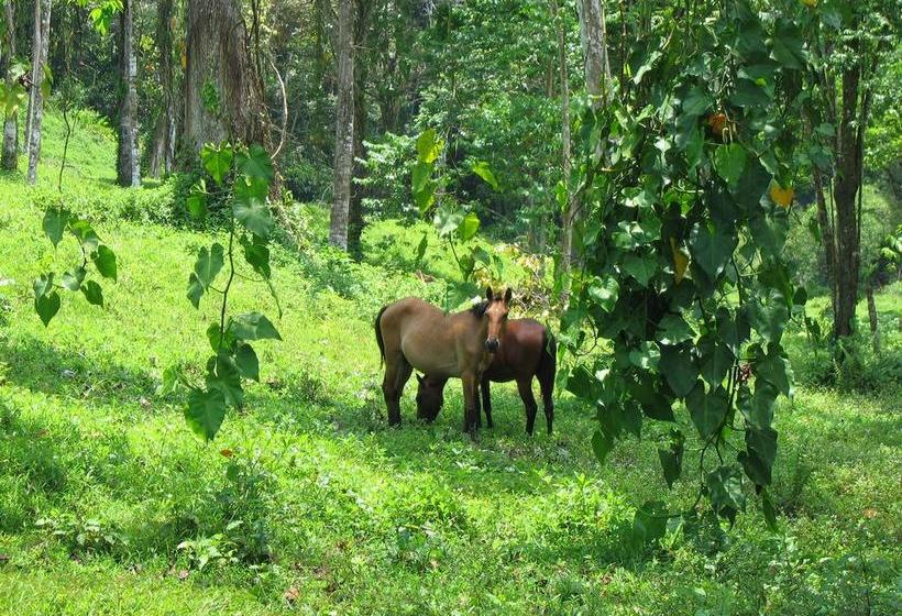 Bed and Breakfast Bluff Beach Retreat | Bocas del Toro | Bocas del Toro | Panamá 20
