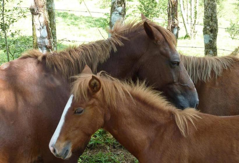 Bed and Breakfast Bluff Beach Retreat | Bocas del Toro | Bocas del Toro | Panamá 7