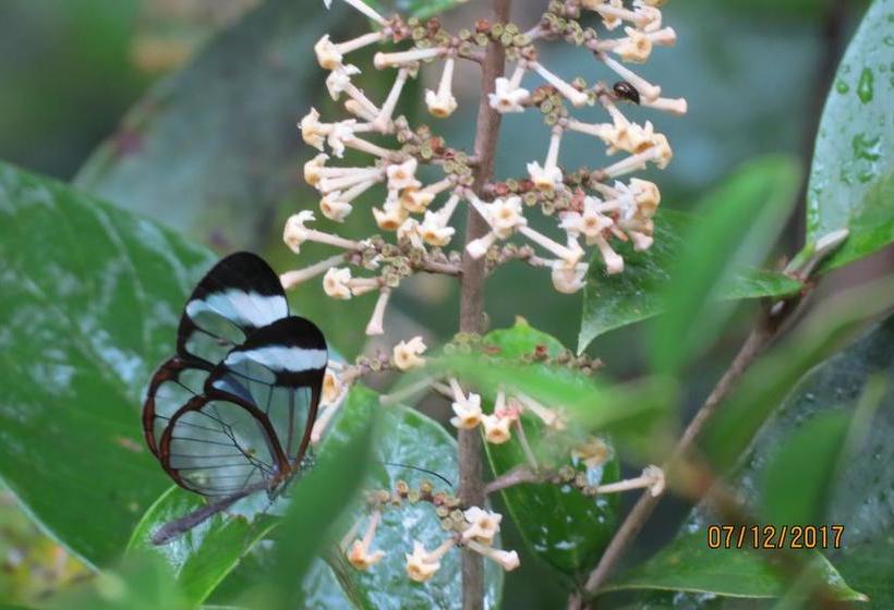 Creadora B&b | Boquete | Chiriquí | Panamá 12