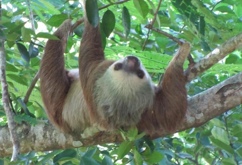 Bed and Breakfast Turtle Beach House | Bocas del Toro | Bocas del Toro | Panamá 19