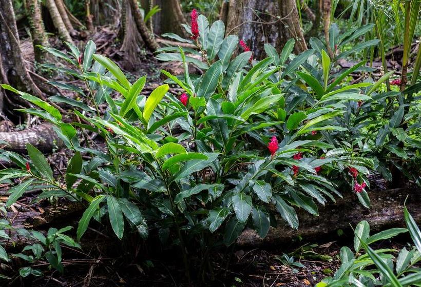 Bed and Breakfast Carmen S Place | Old Bank | Bocas del Toro | Panamá 20