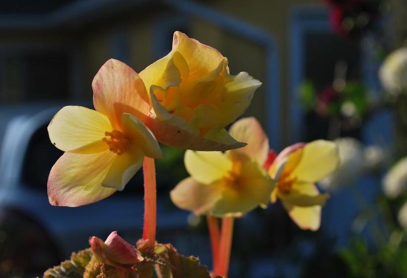 Rosville House B&b | New Ross | Wexford | Ireland 16