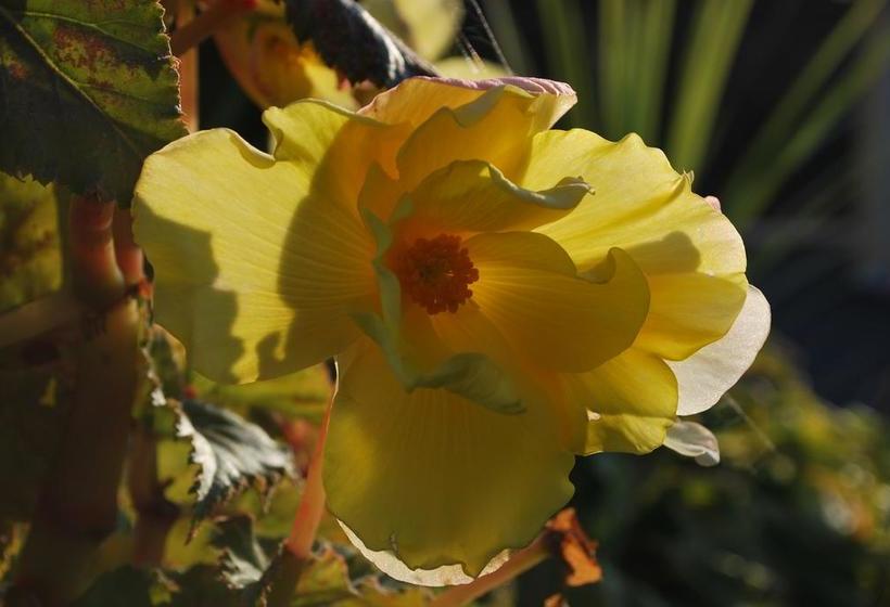 Rosville House B&b | New Ross | Wexford | Ireland 17