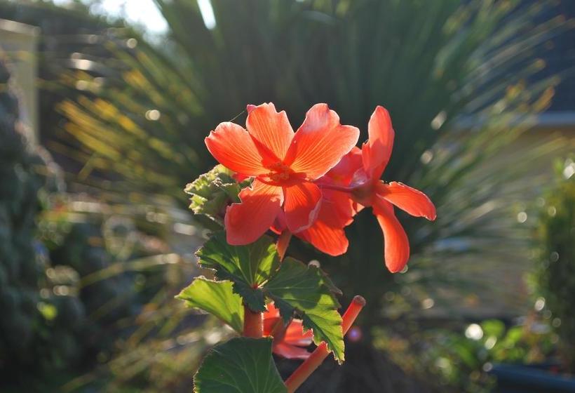 Rosville House B&b | New Ross | Wexford | Ireland 18