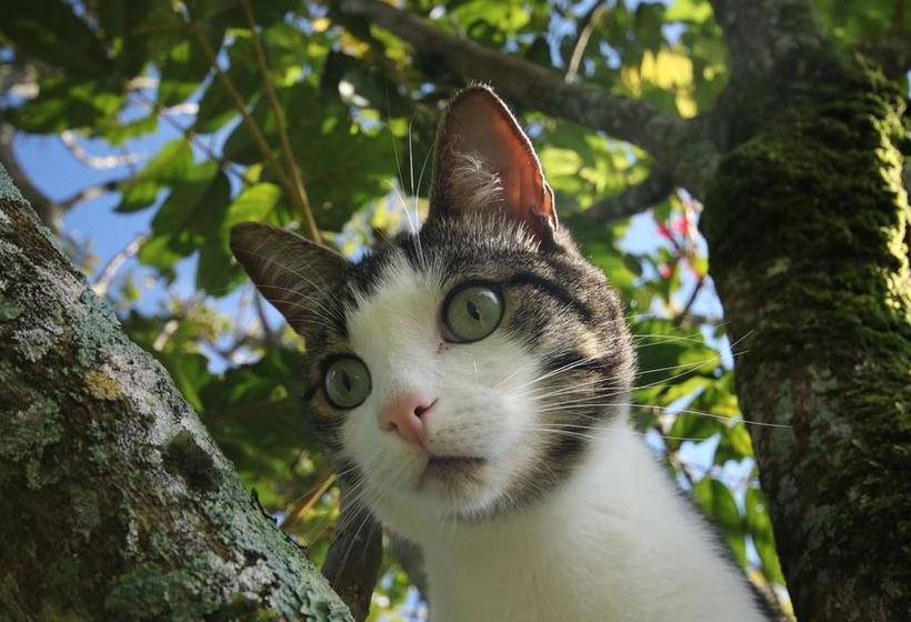 Bed and Breakfast The Guest Suites At Manana Madera | Boquete | Chiriqui | Hôtels au Panamá 13