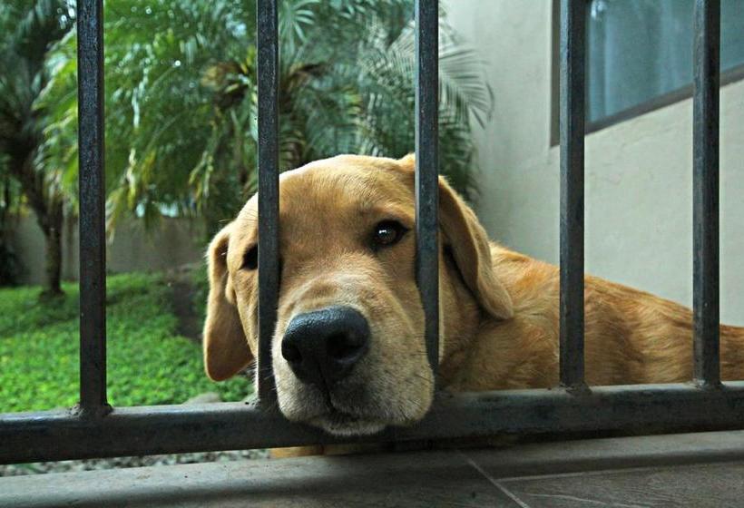 Bed and Breakfast The Guest Suites At Manana Madera | Boquete | Chiriqui | Hôtels au Panamá 14