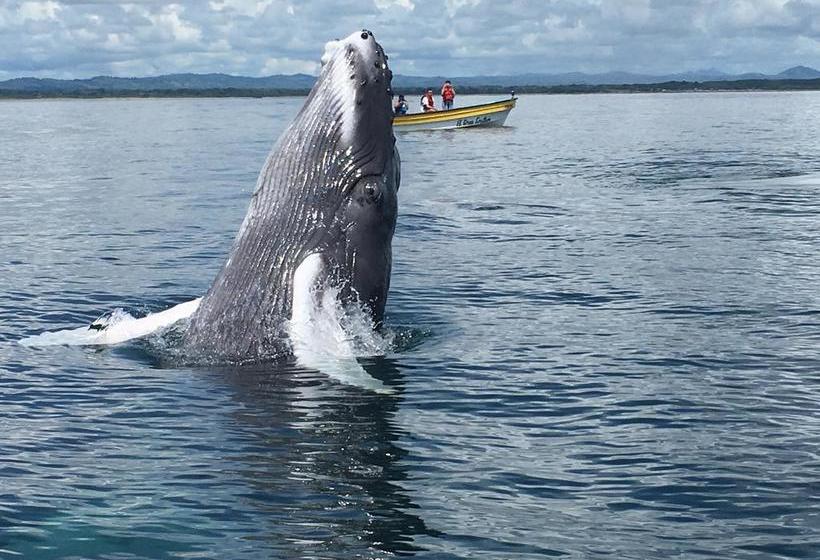 Ride And Kite B&b | Pedasí | Los Santos | Panamá 11