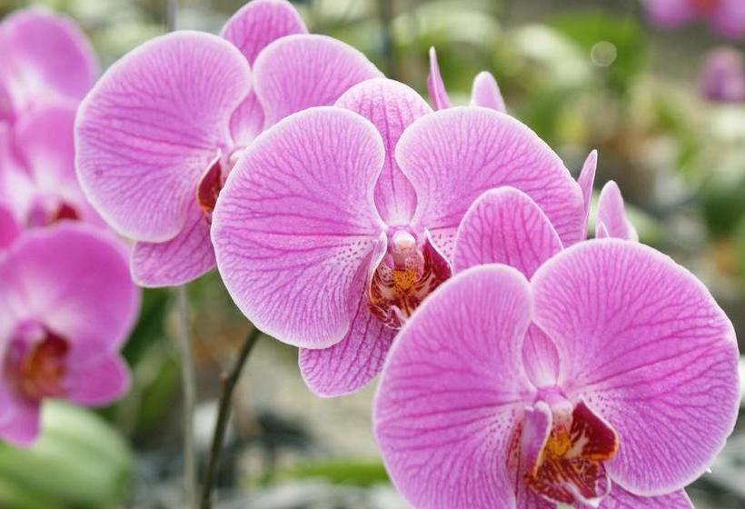 Albergue Hostal Orquidea | El Valle de Anton | Coclé | Panamá 10