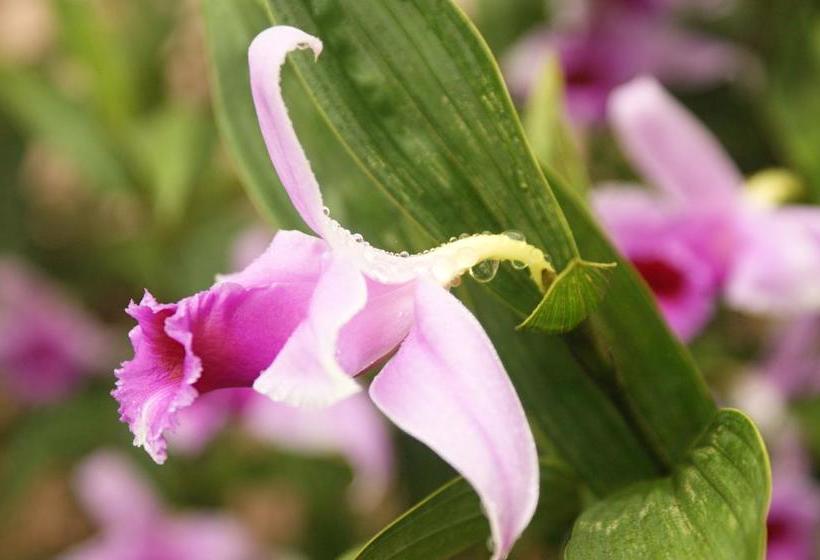 Albergue Hostal Orquidea | El Valle de Anton | Coclé | Panamá 13