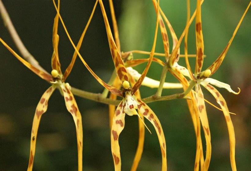 Albergue Hostal Orquidea | El Valle de Anton | Coclé | Panamá 4