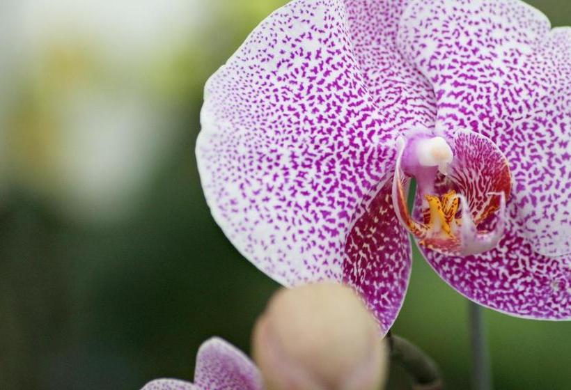 Albergue Hostal Orquidea | El Valle de Anton | Coclé | Panamá 6