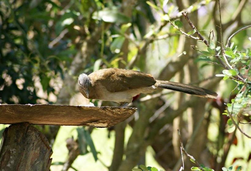 Albergue Hostal Orquidea | El Valle de Anton | Coclé | Panamá 7