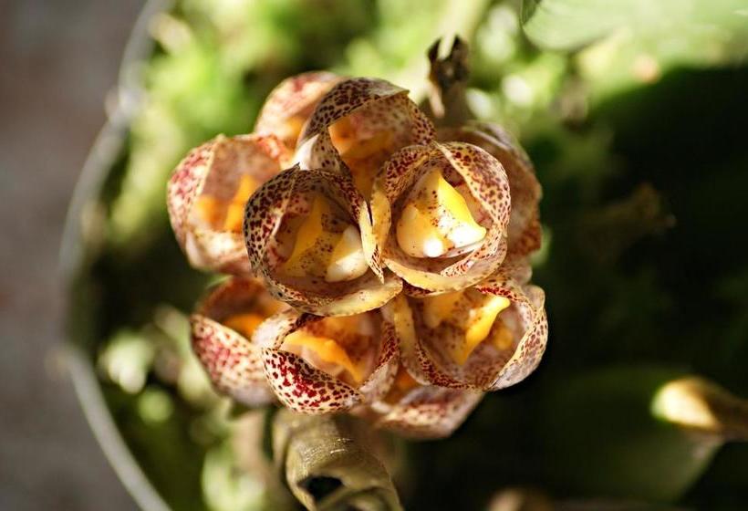 Albergue Hostal Orquidea | El Valle de Anton | Coclé | Panamá 8