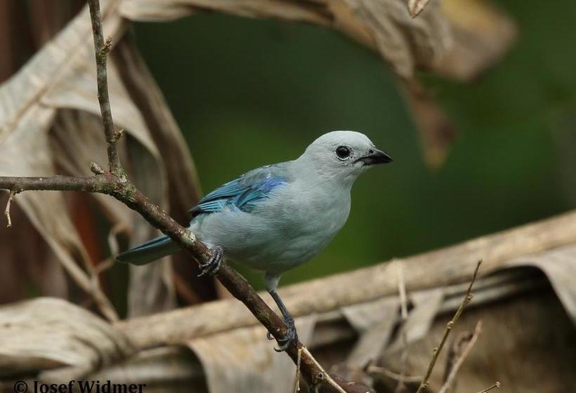Hotel Villas At Casa Mariposa | Santa Fe | Veraguas | Panamá 17