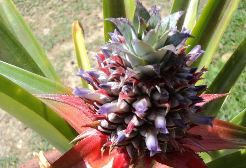 Hotel Villas At Casa Mariposa | Santa Fe | Veraguas | Panamá 18