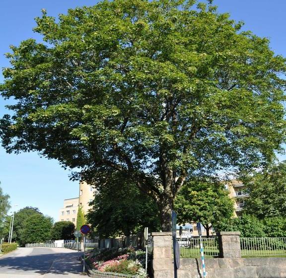 Hotel L Linnéa | Ljungby | Kronobergs Lan | Sweden 16