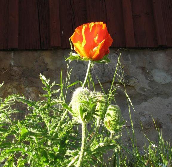 Stf Hostel Södra Ljunga | Ljungby | Kronobergs Lan | Sweden 8