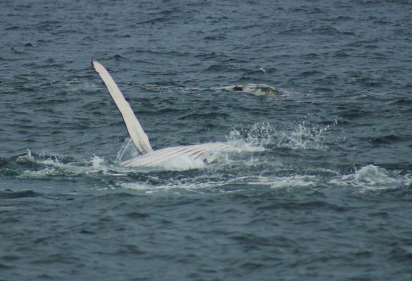Albergue Lost Paradise | Boca Chica | Chiriquí | Panamá 6