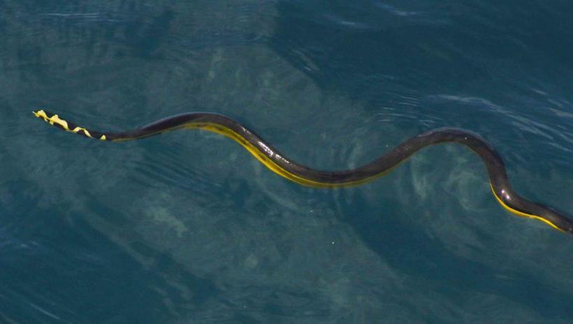 Albergue Lost Paradise | Boca Chica | Chiriquí | Panamá 7