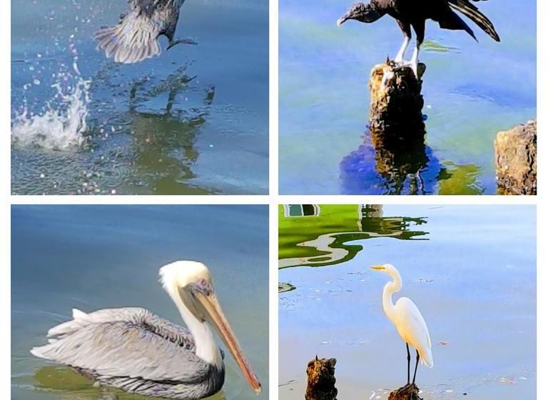 Bed and Breakfast Karma On The Water | Bocas del Toro | Bocas del Toro | Panamá 20