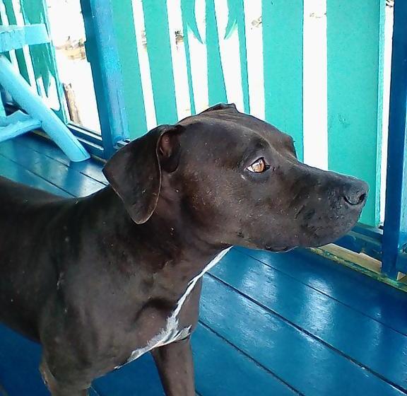 Bed and Breakfast Karma On The Water | Bocas del Toro | Bocas del Toro | Panamá 3