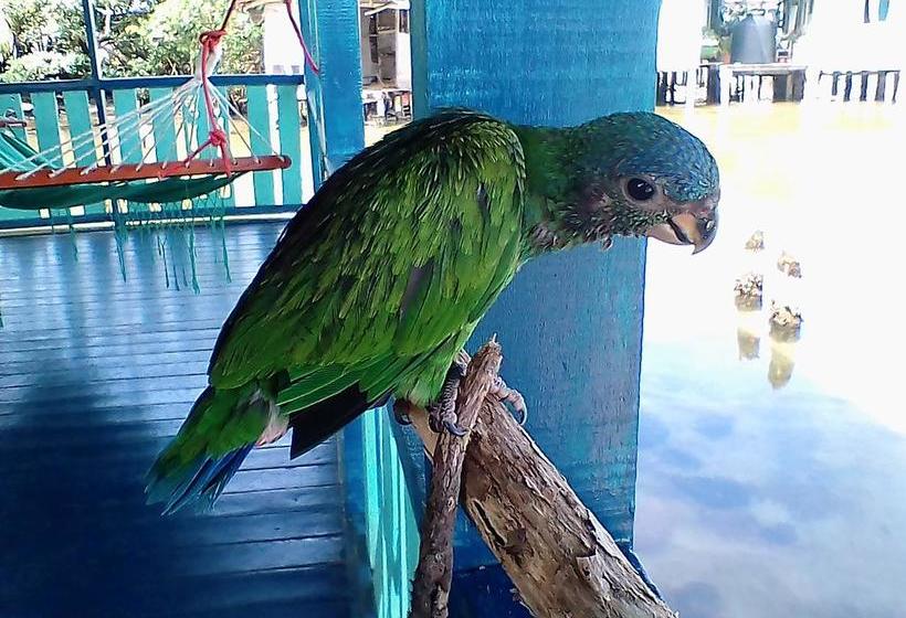 Bed and Breakfast Karma On The Water | Bocas del Toro | Bocas del Toro | Panamá 4