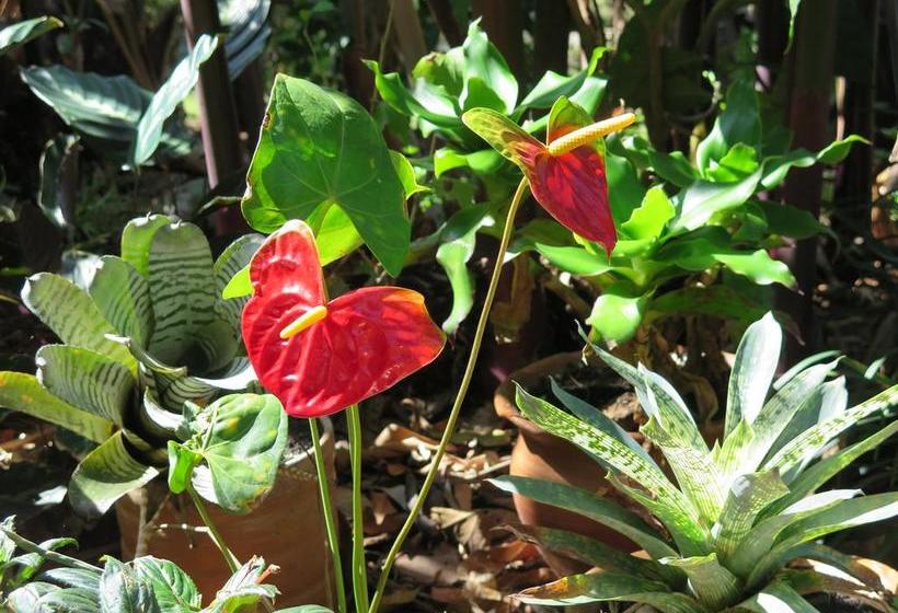 Hacienda Bed And Breakfast | Boquete | Chiriquí | Panamá 10