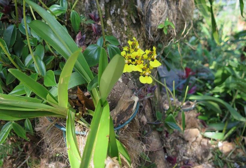 Hacienda Bed And Breakfast | Boquete | Chiriquí | Panamá 11